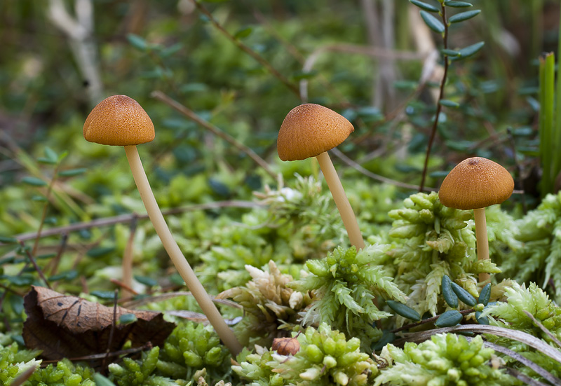 Entoloma formosum